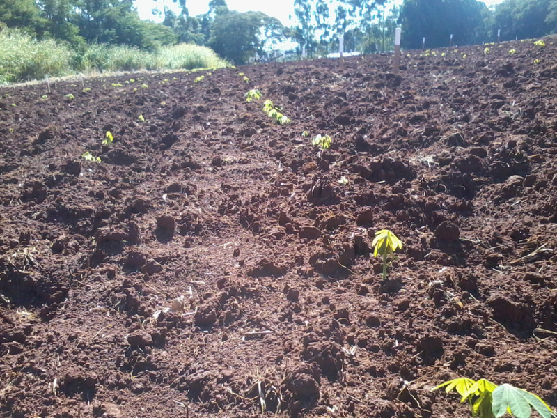 cassava sprouts emerging through soil