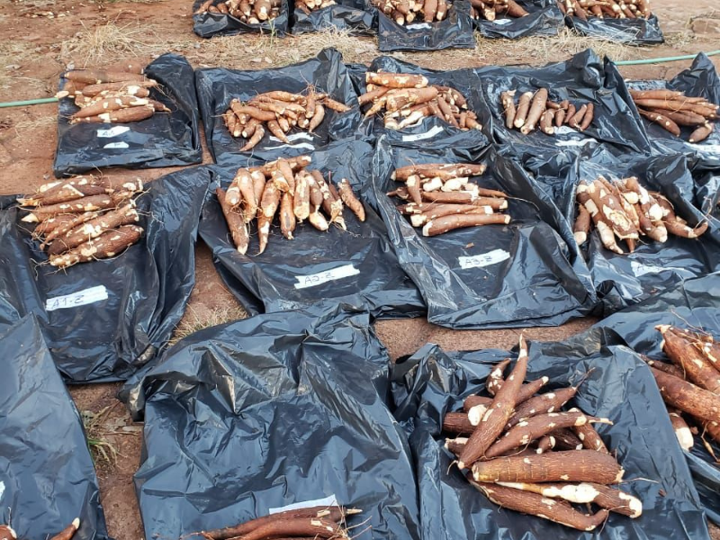 small piles of cassava roots on several labeled bags