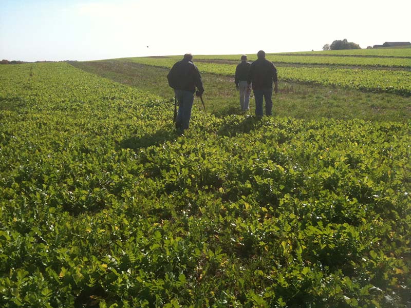 field of radish cover crop