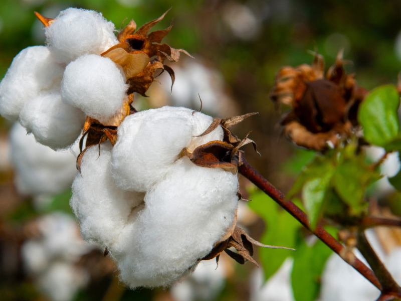 Closeup of cotton