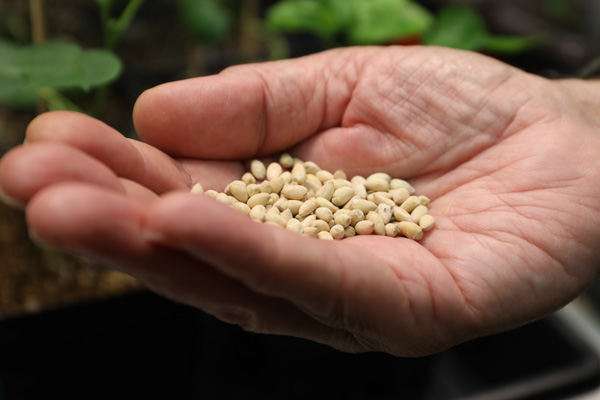 hand holding cotton seeds