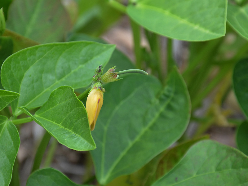 Cowpea flower and pod