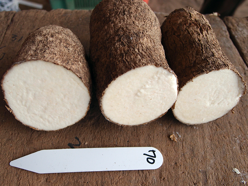 Cross section of yams