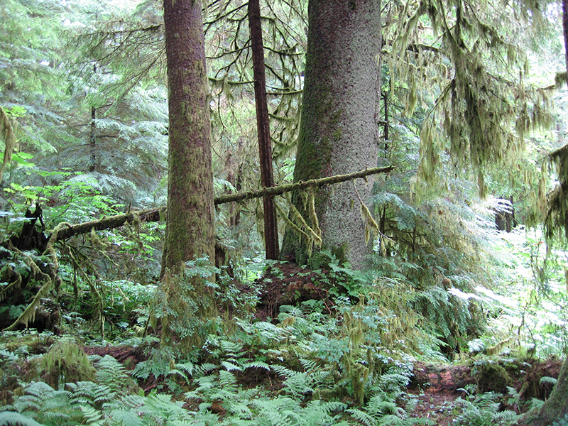 Large trees in forest.