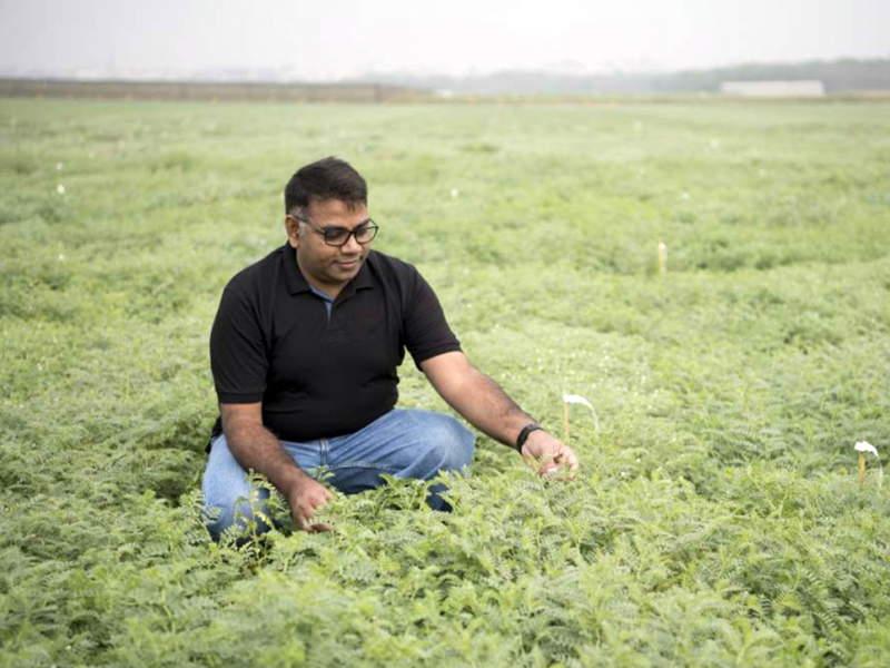 Researcher examines chickpea plants in the field