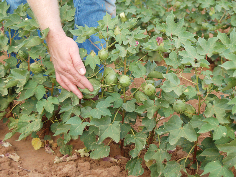 Green cotton bolls on growing cotton plant.