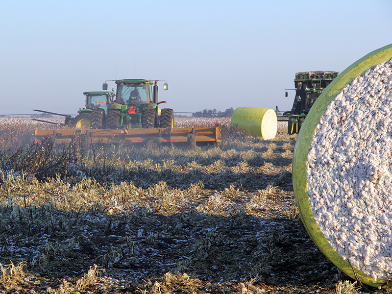 Round bale of cotton in field next to tractor