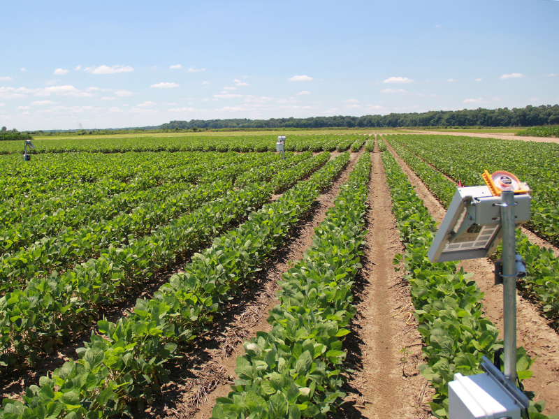 field of soybeans with a measuring instrument on a post in foreground