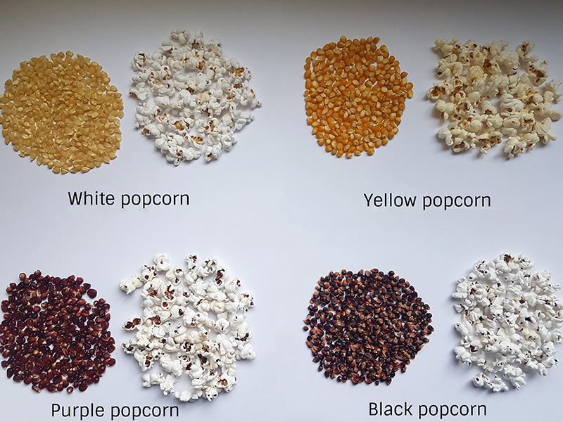 four types of popcorn, including white, yellow, purple, and black. Each labeled type of popcorn has a pile of unpopped kernels next to a pile of popped kernels to show the color differences.