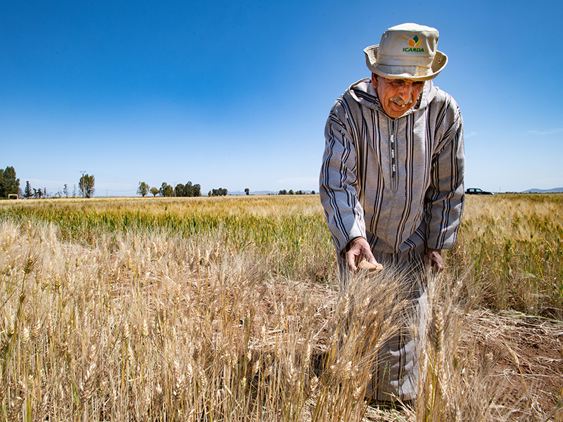 farmer in wheat field