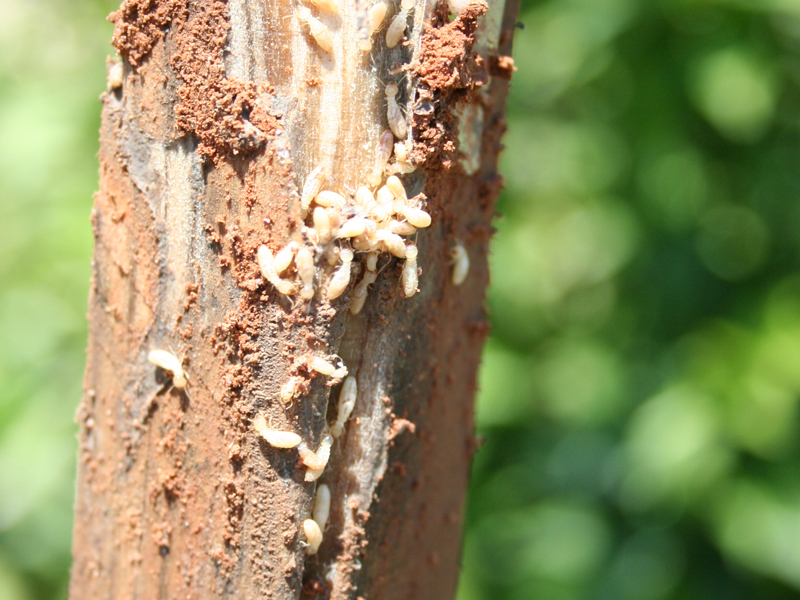 Stake with termites.