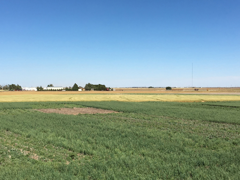 cover crop in field.