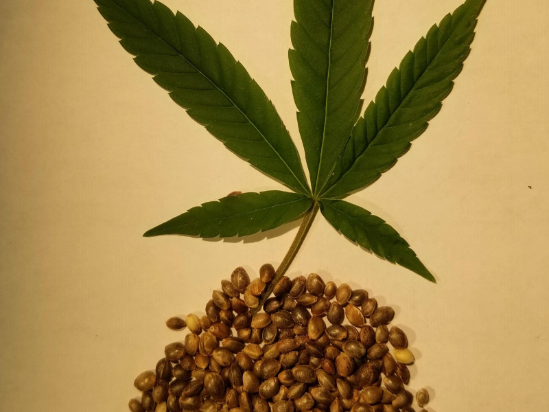 hemp leaf and pile of hemp seeds