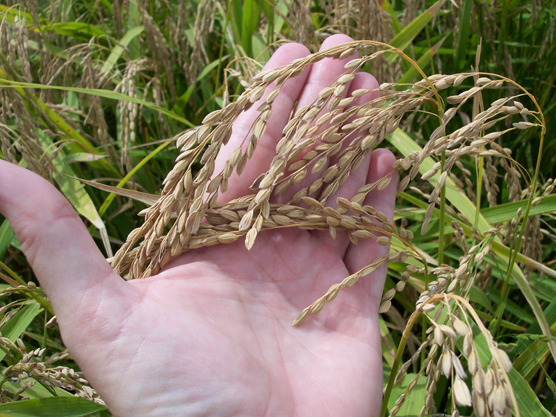 Hand holding grain