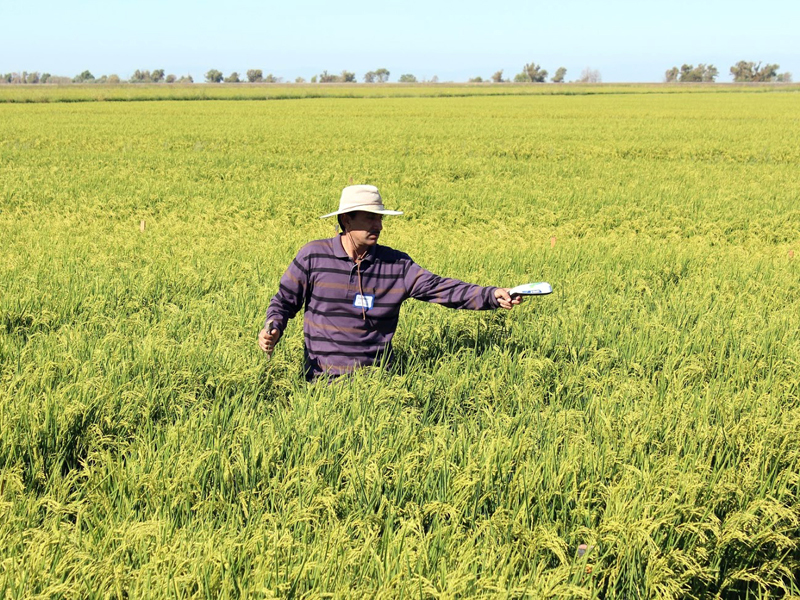 Man using greenseeker in waist-high rice field