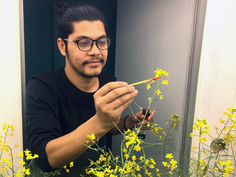 Man dissecting canola plant in lab