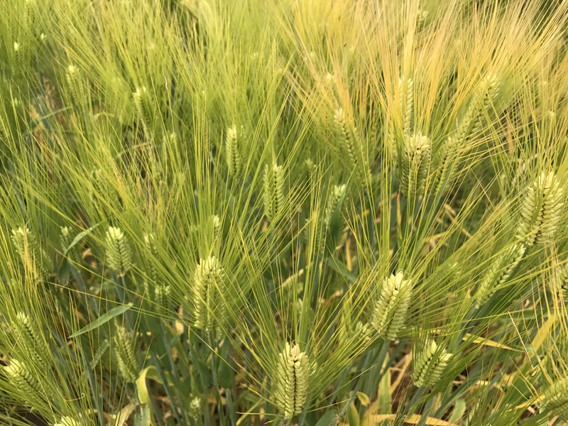 Heads of barley in field.