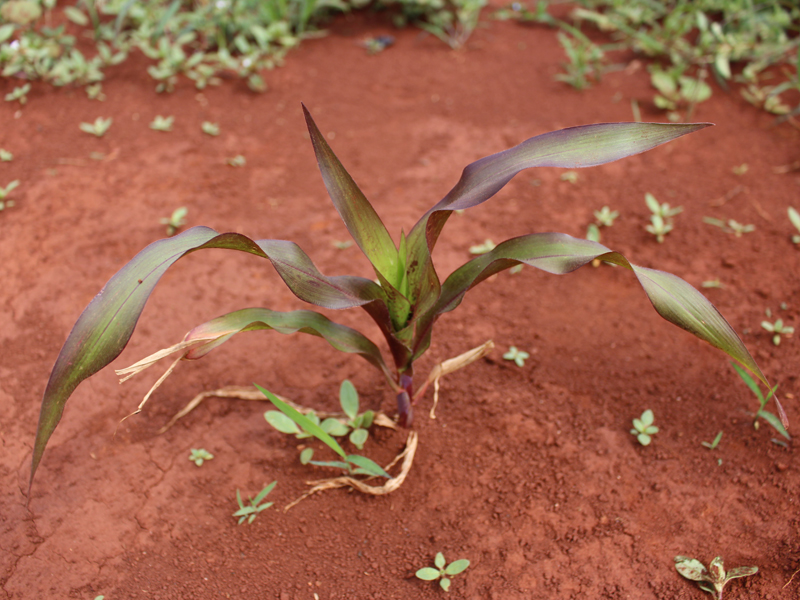 corn plant with purple leaf margins.