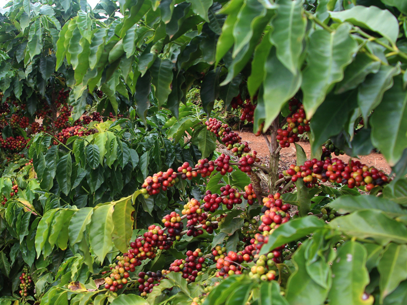 Aranas variety coffee plant