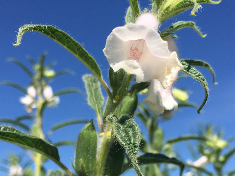 Sesame flower in bloom.