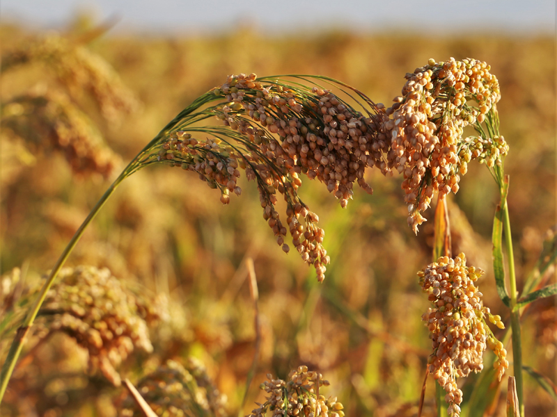 Proso millet in field.