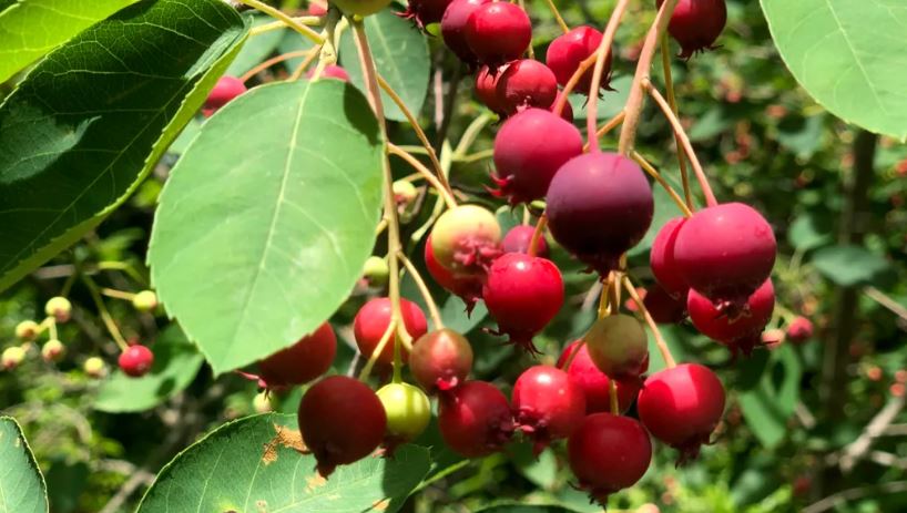 juneberries growing