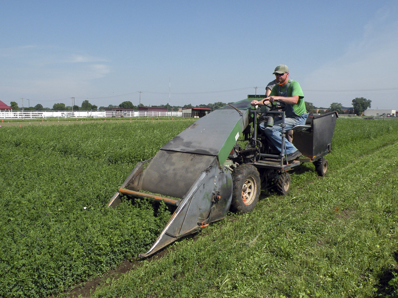 Researcher harvesting alfalfa test plot.