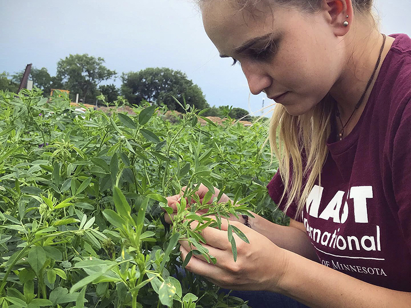 Student inspecting alfalfa plants in field.