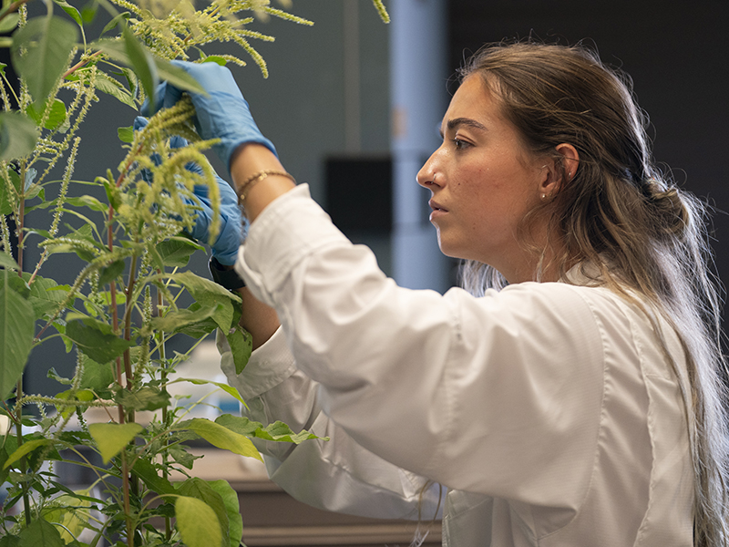 scientist in lab examining Palmer amaranth weed