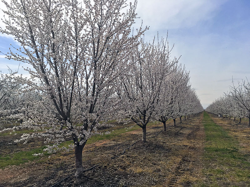 blossoming almond tree