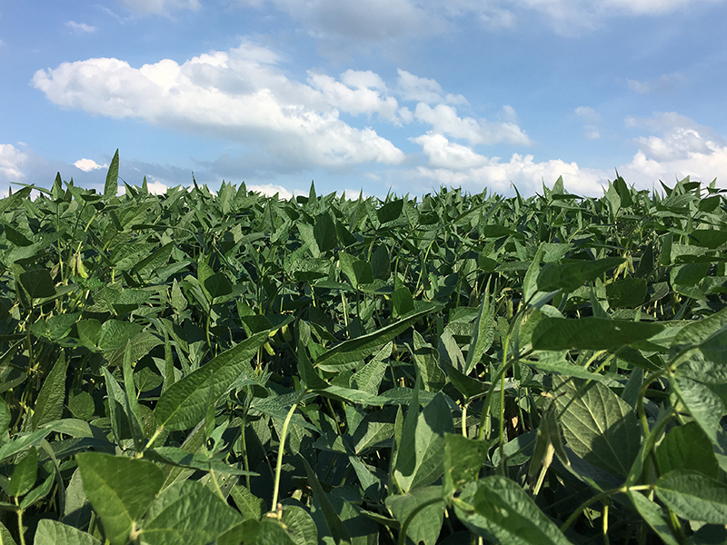 Field of double-crop soybeans mid-season against blue sky.