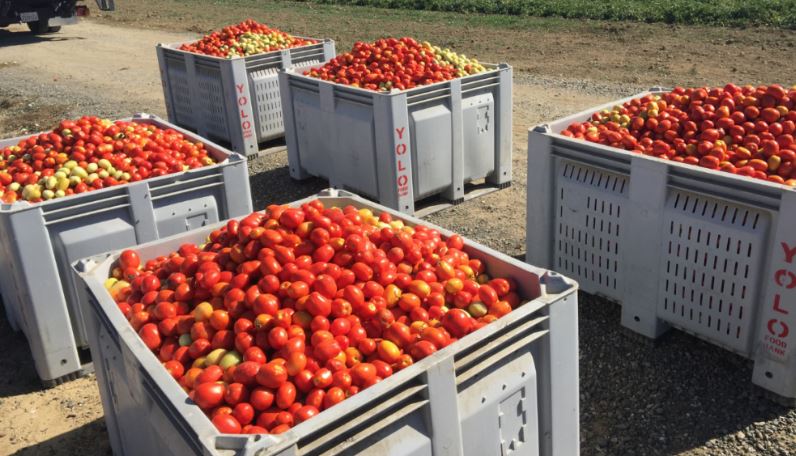 five large crates full of tomatoes