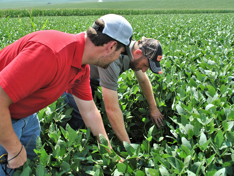 Two people in field looking at soybeans