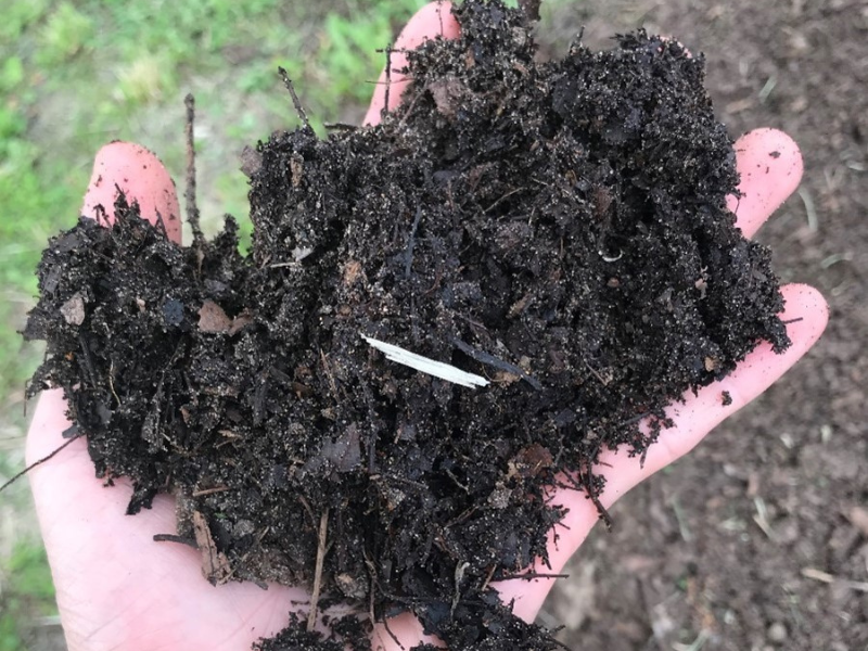 hand holding clump of leaf mold compost