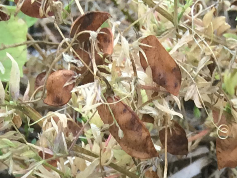 closeup view of lentil pods on plant