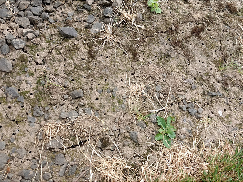 Ground bee holes