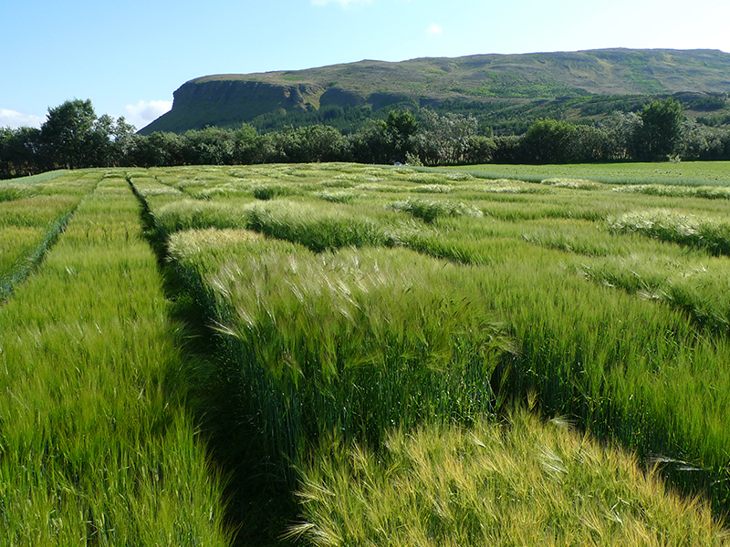 field trial of barley with mountain in background