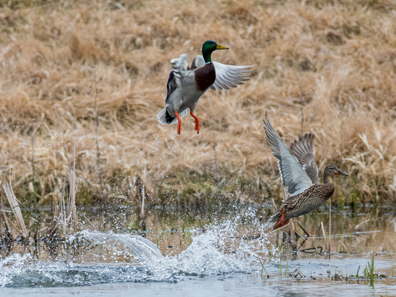 two mallard ducks splashing into wetland