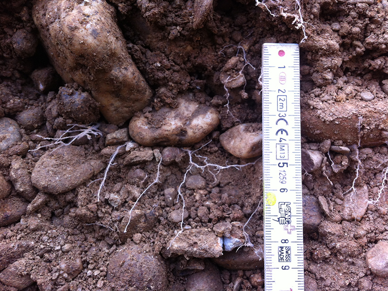 plant roots protruding through rocky soil and ruler