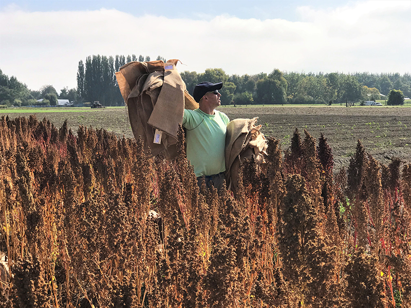 Man walking through quinoa field.