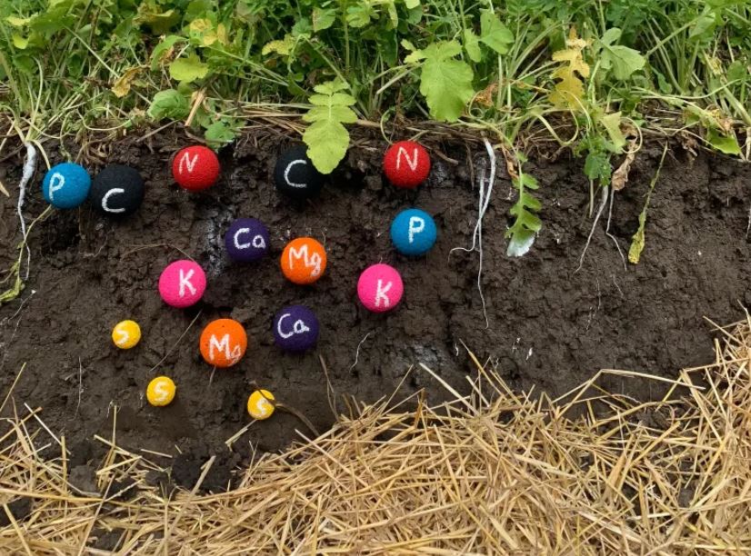 nutrient demonstration in soil below radish crops