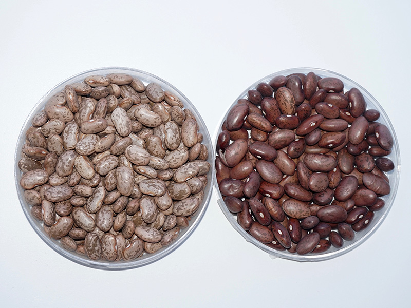 pinto bean comparison