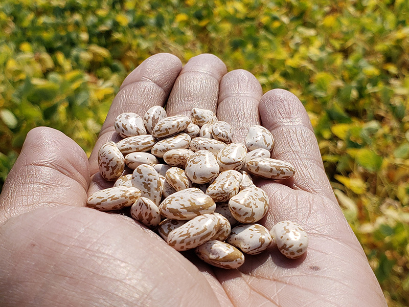 hand holding pinto beans.