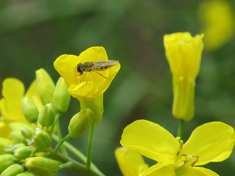 Hoverfly pollinating canola flower