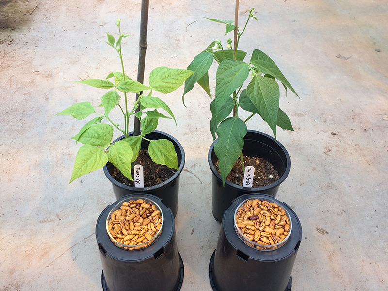 two dry bean plants in pots side by side