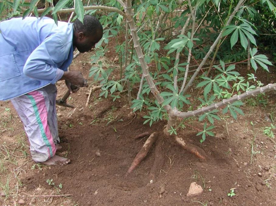 person examining cassava crop in soil