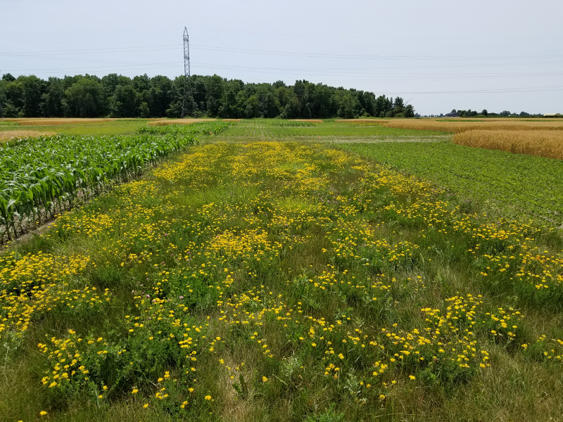 grass and corn plots in field