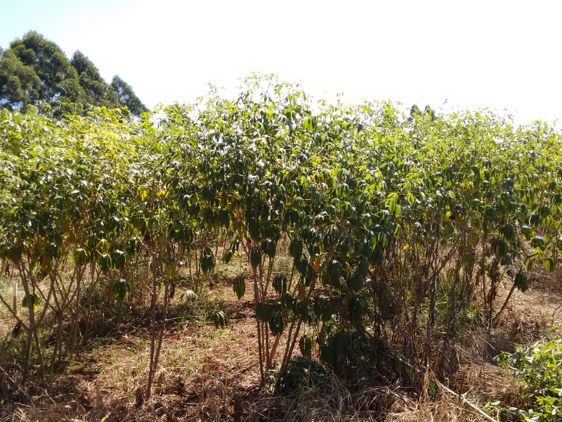 cassava plants in field