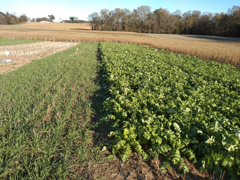 research plots with three different cover crops and control plot of no cover crops