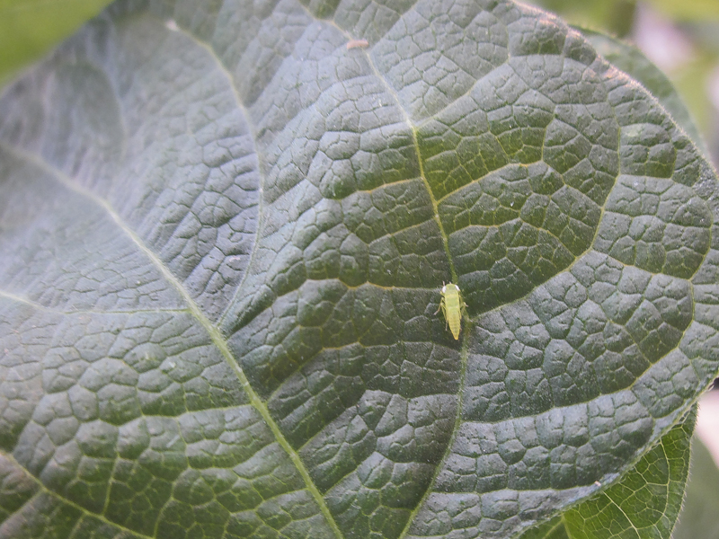 Leafhopper on pinto bean leaf.